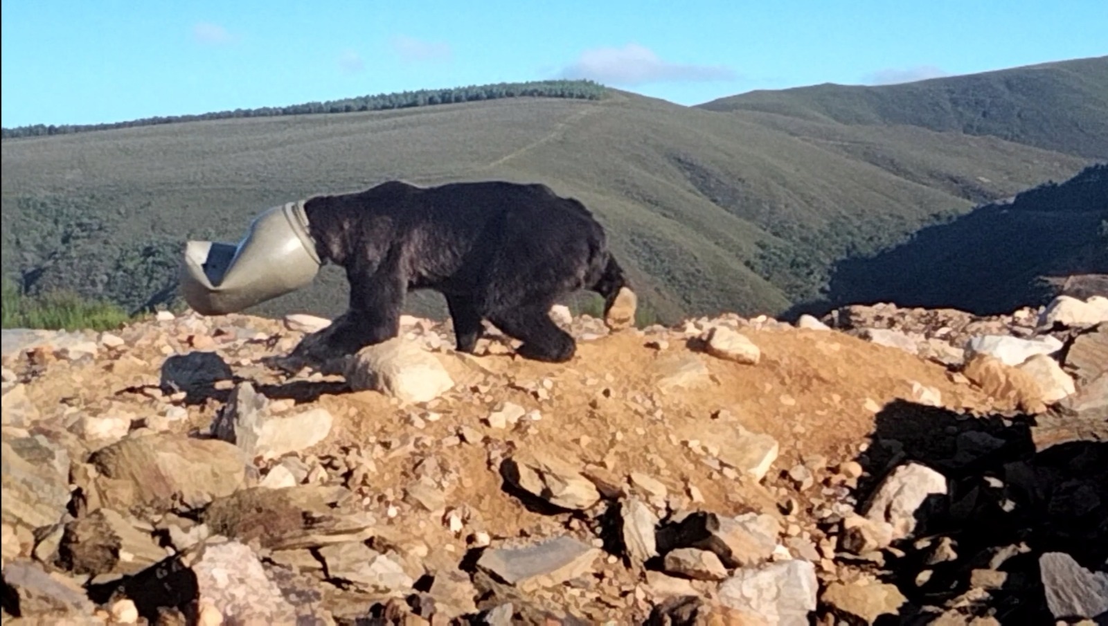 Salvan la vida de un ejemplar de oso pardo en Anllares del Sil con la cabeza atrapada en un bidón de plástico 1