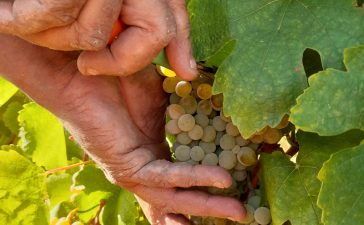 La DO Bierzo da por finalizada la vendimia con 12.959.946 Kg de uva, un 22% más que la de 2022 3