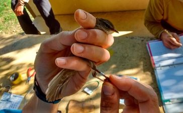 La Casa del Parque de Las Médulas, organiza un Taller de anillamiento de aves el próximo sábado 5