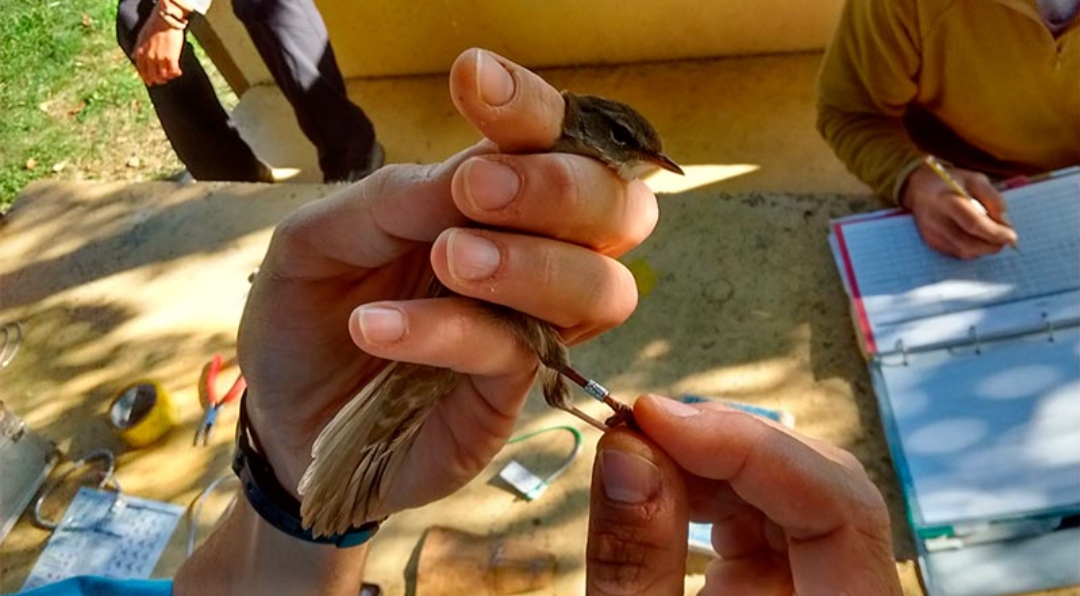 La Casa del Parque de Las Médulas, organiza un Taller de anillamiento de aves el próximo sábado 1