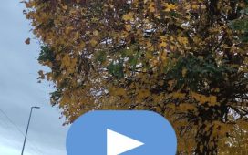 otoño-bierzo