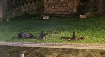 Los jabalís hacen suyo el césped del Castillo de los Templarios de Ponferrada