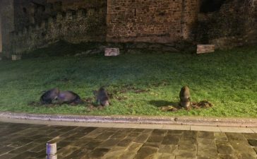 Los jabalís hacen suyo el césped del Castillo de los Templarios de Ponferrada 2