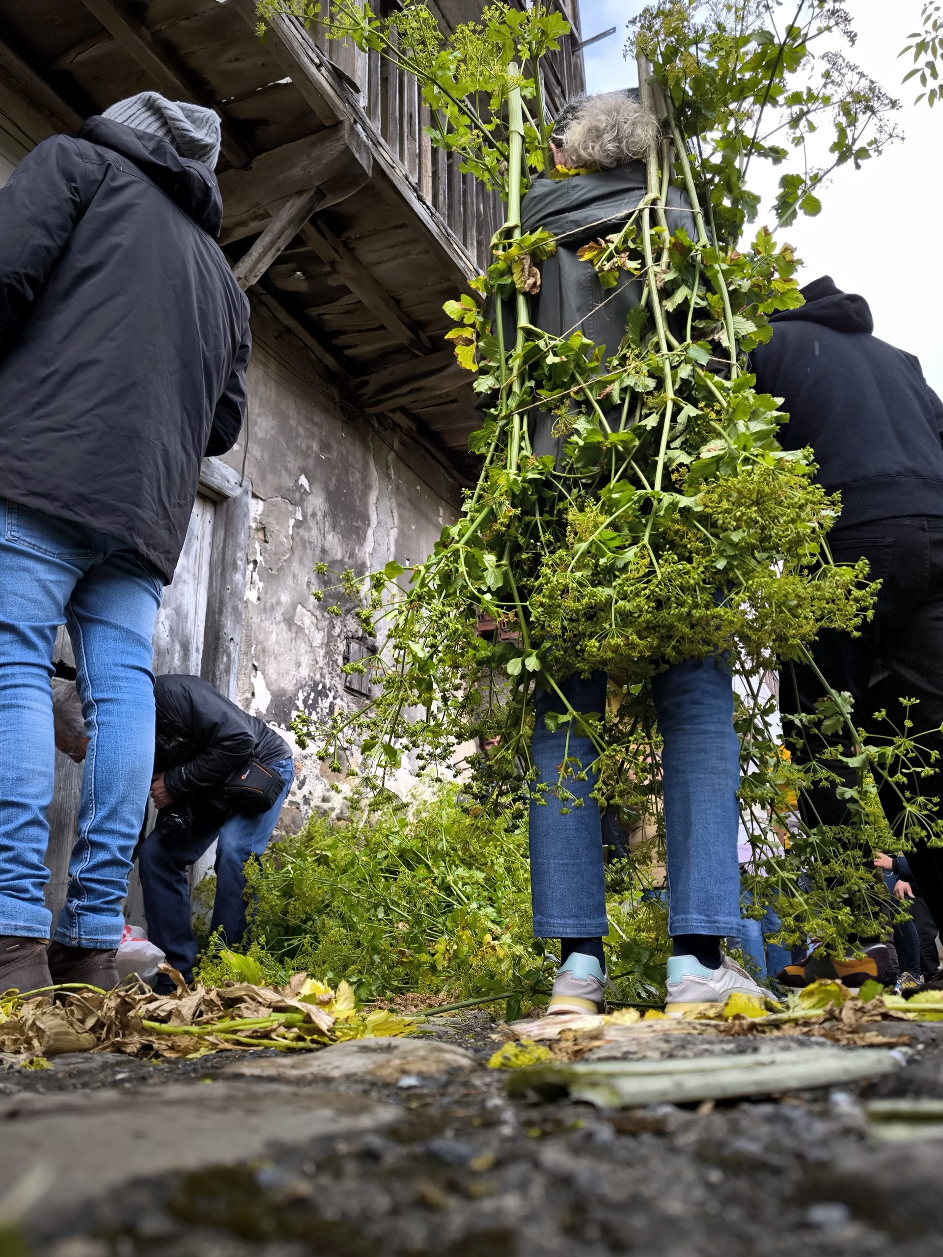 fotogalería| Los Maios de Villafranca; Cañaveira, cuerda pita, flores y ganas de celebrar el cambio de estación 12