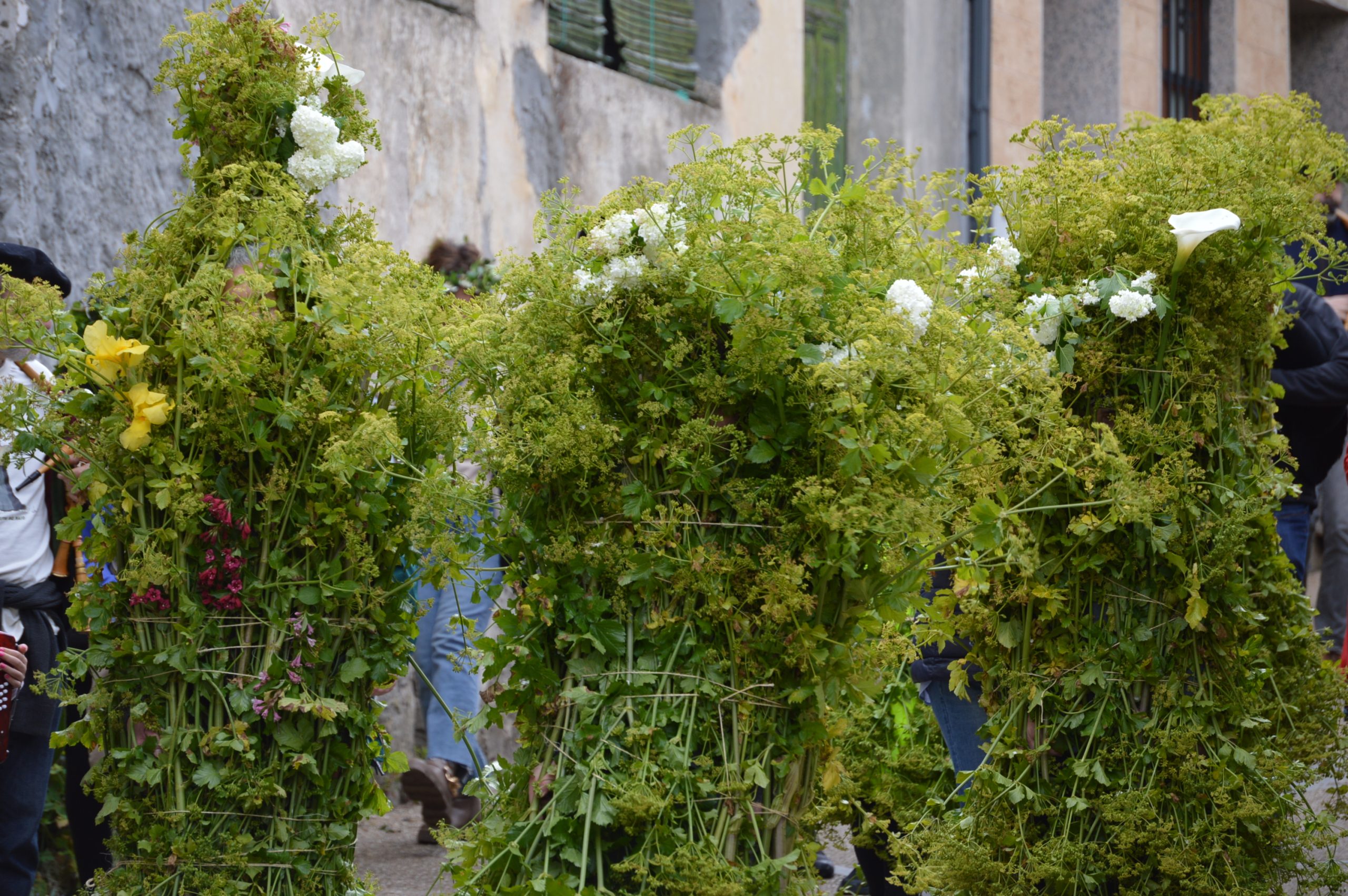 fotogalería| Los Maios de Villafranca; Cañaveira, cuerda pita, flores y ganas de celebrar el cambio de estación 38