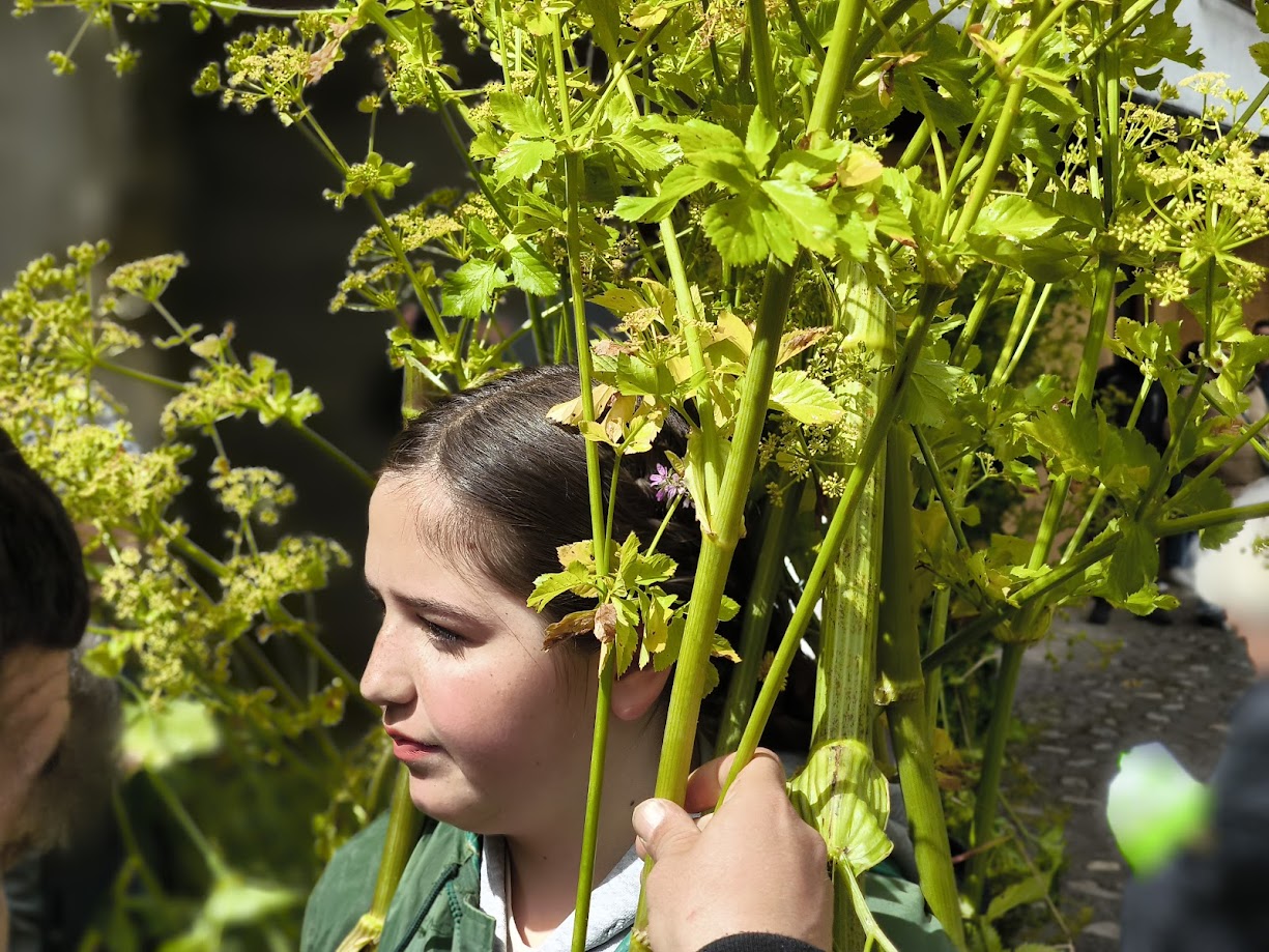 fotogalería| Los Maios de Villafranca; Cañaveira, cuerda pita, flores y ganas de celebrar el cambio de estación 41