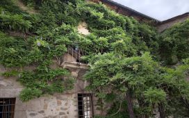 glicinia museo radio 2