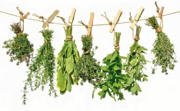 La ULE dedica un curso a las plantas aromáticas, medicinales y condimentarias del Bierzo 3