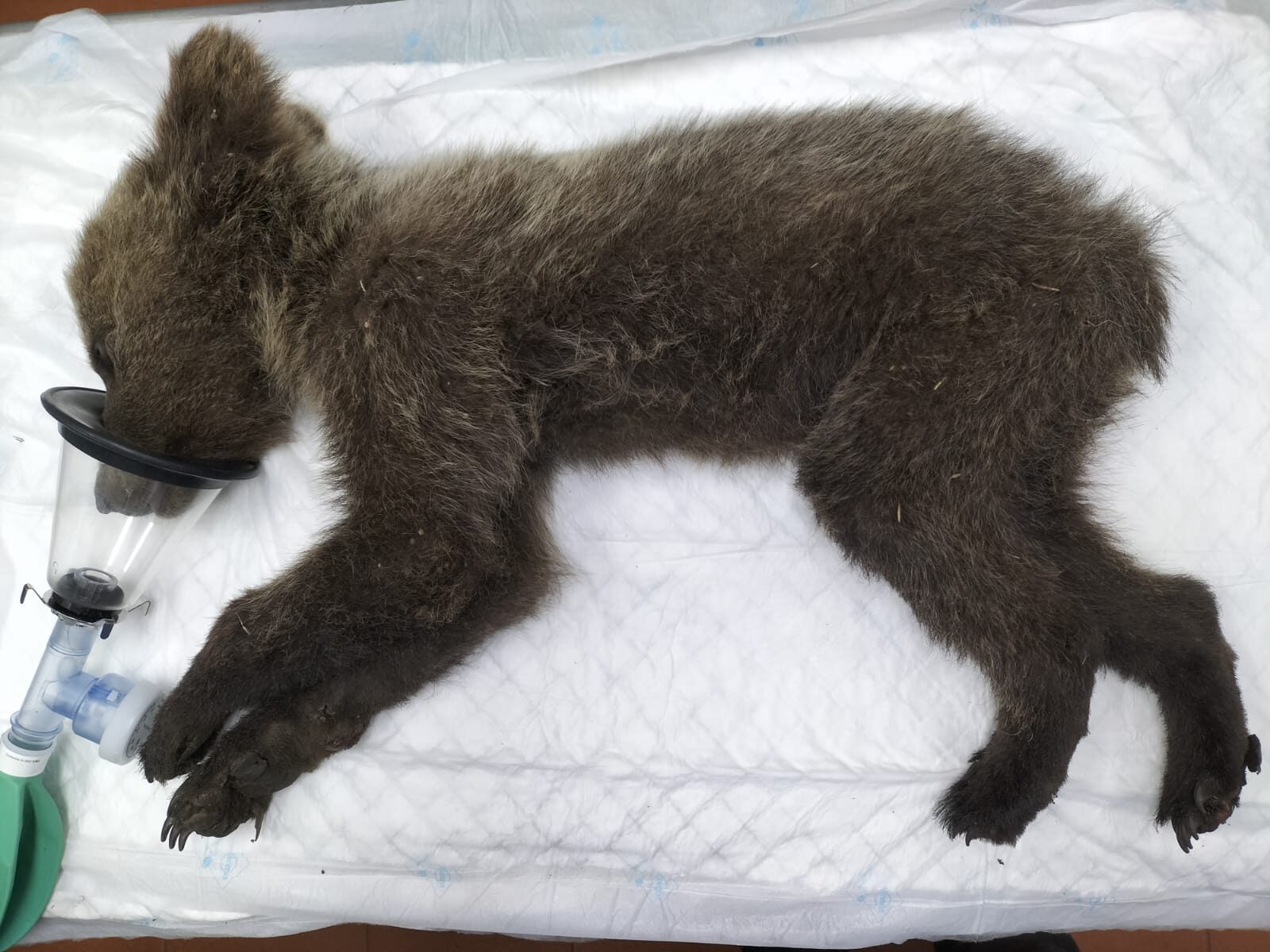 Recuperado un osezno en Barniedo de la Reina, León, y trasladado al Centro de Recuperación de Animales Silvestres 1