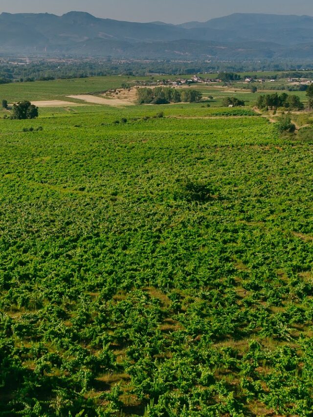 Planes para el fin de semana en Ponferrada y El Bierzo. 15 al 18 de agosto 2024