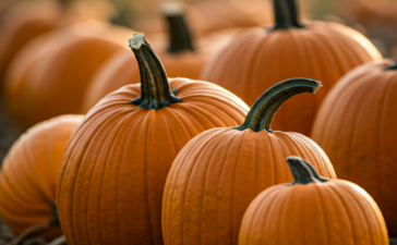 La Feria de la Calabaza en Igüeña llega a su novena edición con la participación de calabazas de toda España 3