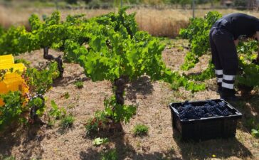 La D.O. Bierzo da por finalizada la vendimia con 7.978.655 Kg de calidad excepcional 3