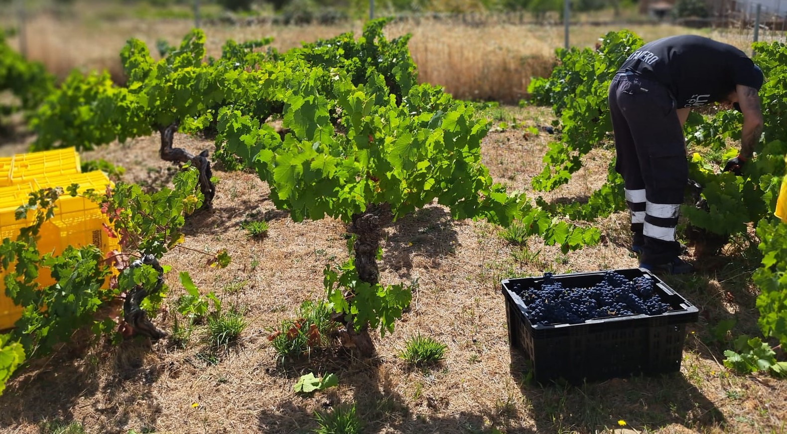 La D.O. Bierzo da por finalizada la vendimia con 7.978.655 Kg de calidad excepcional