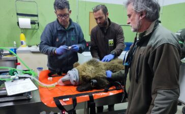 Liberado el osezno de Barniedo tras su etapa de aclimatación en la finca del monte de Valsemana 2