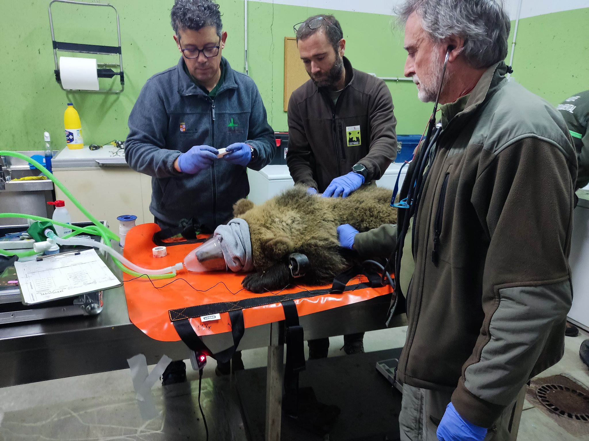 Liberado el osezno de Barniedo tras su etapa de aclimatación en la finca del monte de Valsemana 1