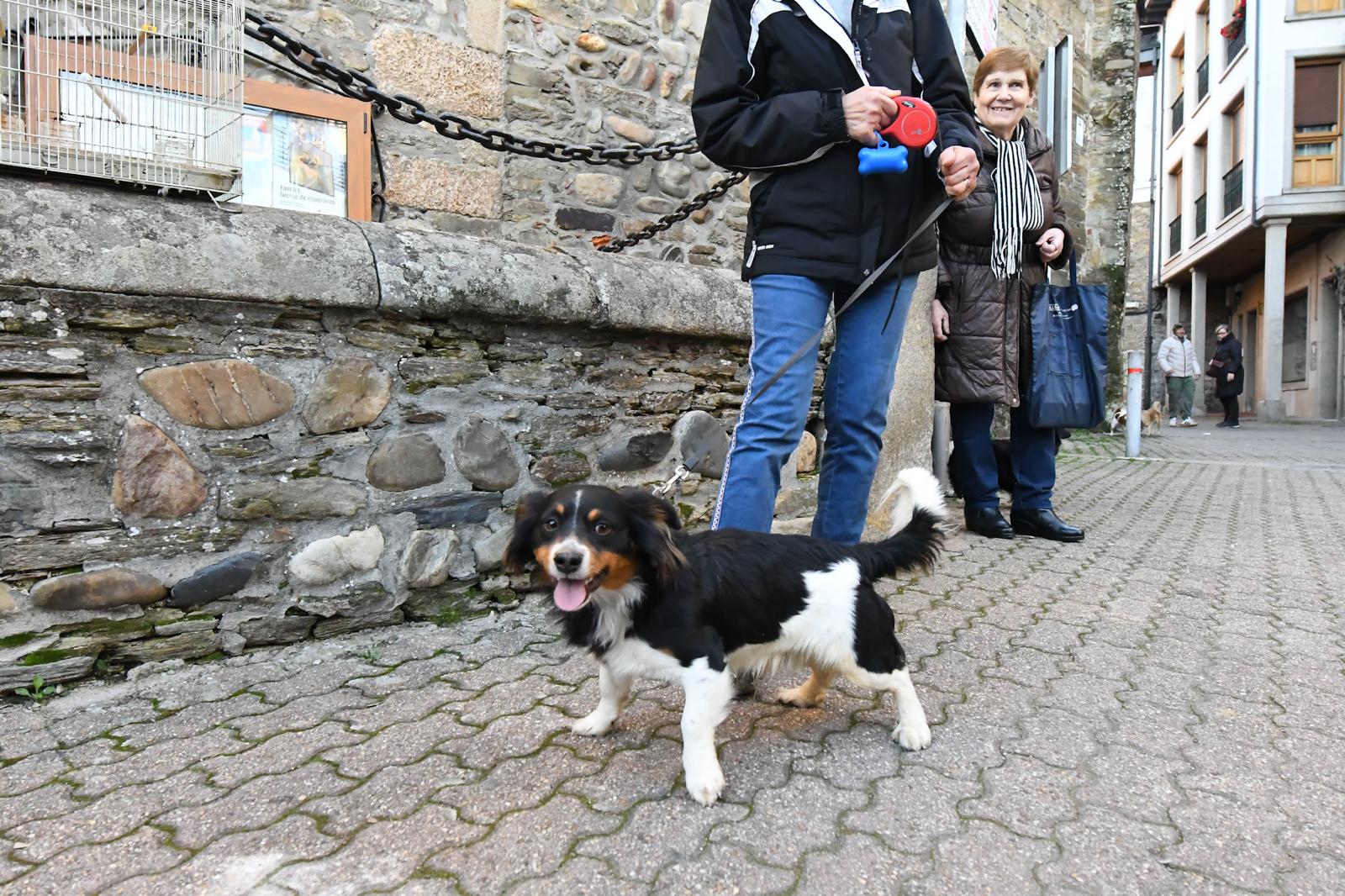 Cacabelos celebra la tradicional bendición de los animales 24