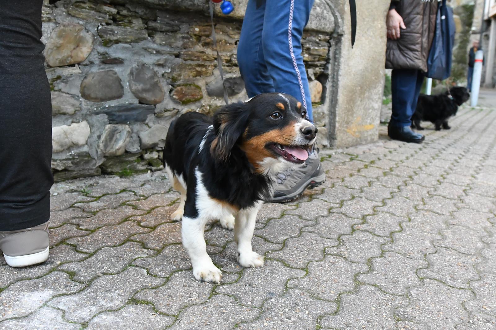 Cacabelos celebra la tradicional bendición de los animales 25