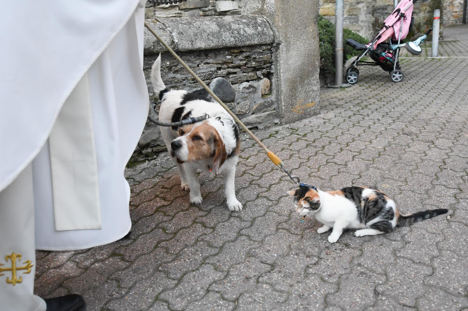 Cacabelos celebra la tradicional bendición de los animales 21