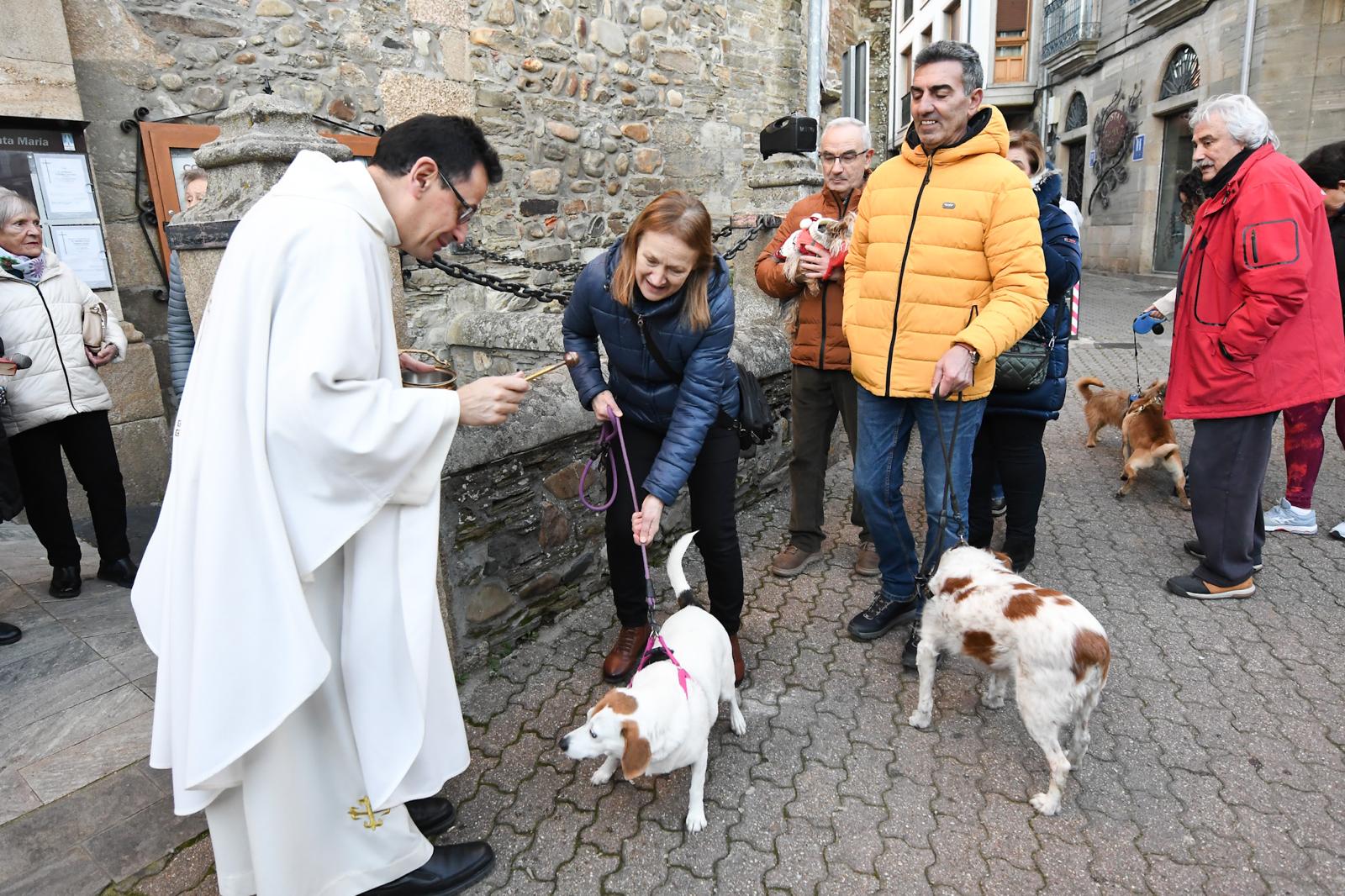 Cacabelos celebra la tradicional bendición de los animales 19