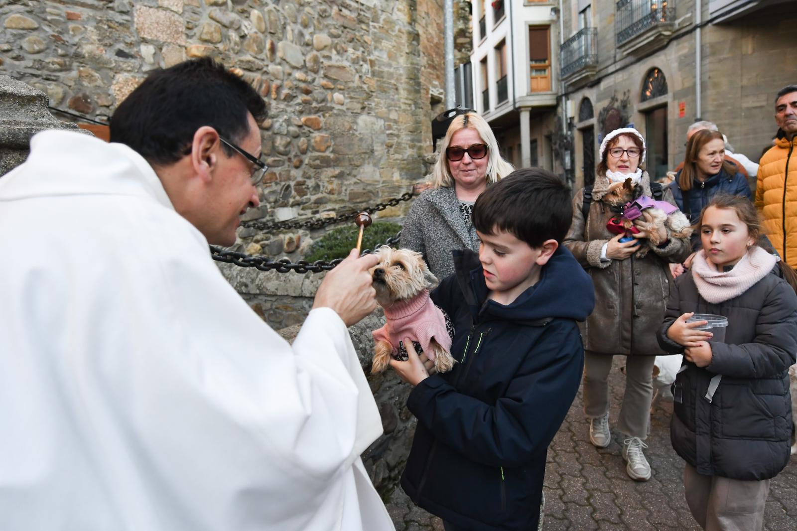 Cacabelos celebra la tradicional bendición de los animales 16