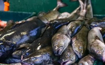 Fiesta del Bacalao, el barrio de Flores del Sil pone en marcha en febrero una comida popular 1