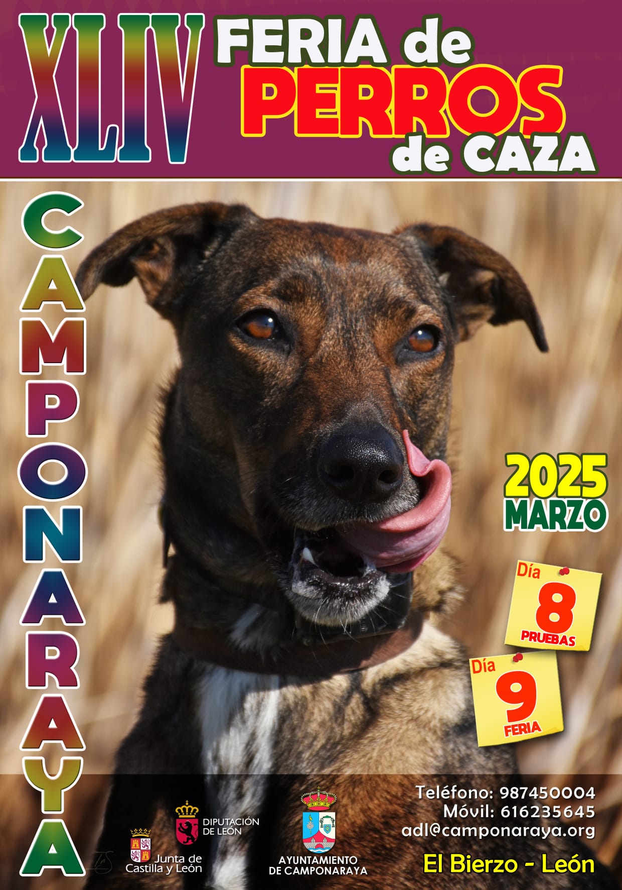 XLIV Feria de Perros de Caza en Camponaraya: Un encuentro para los amantes de la caza y la gastronomía 3