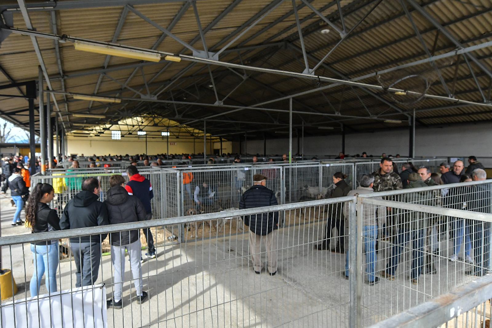 La XLIV Feria de perros de Caza de Camponaraya atrae a aficionados y cazadores durante el fin de semana 2