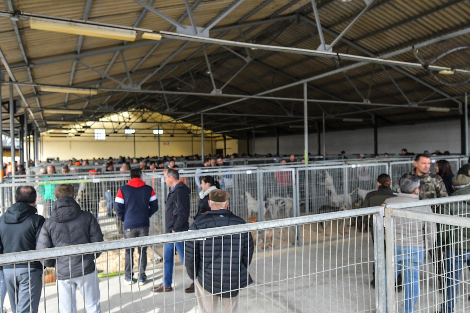 La XLIV Feria de perros de Caza de Camponaraya atrae a aficionados y cazadores durante el fin de semana 3