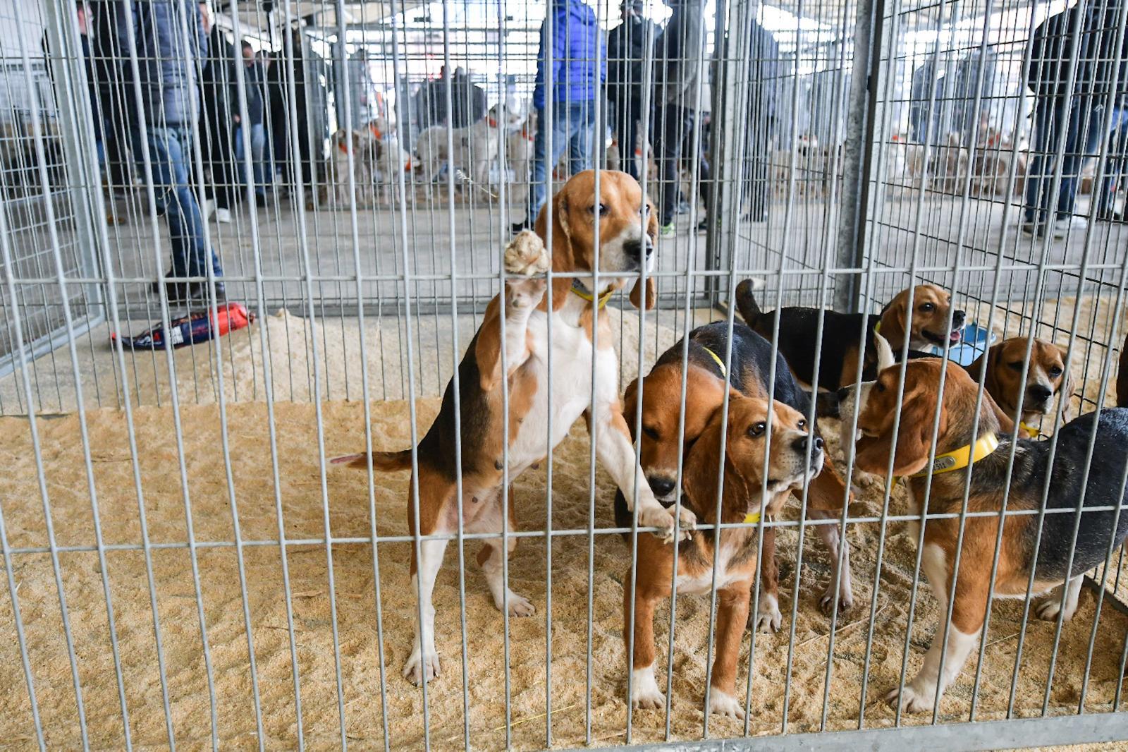 La XLIV Feria de perros de Caza de Camponaraya atrae a aficionados y cazadores durante el fin de semana 4