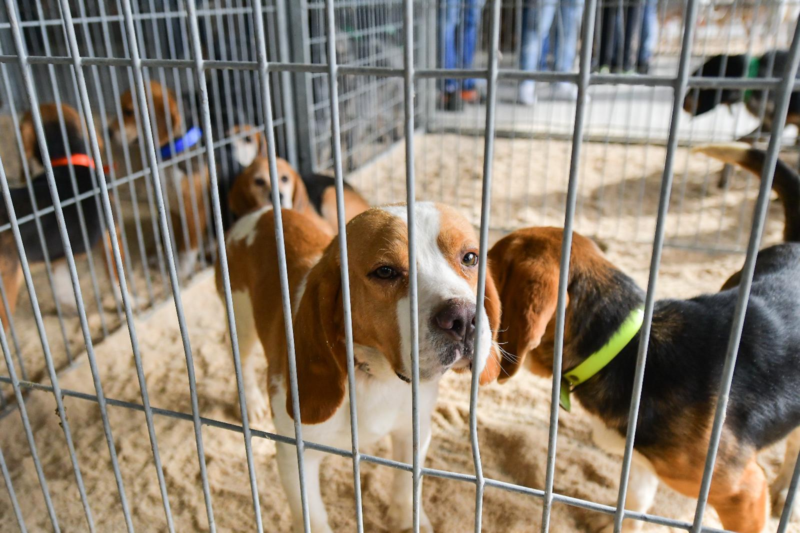 La XLIV Feria de perros de Caza de Camponaraya atrae a aficionados y cazadores durante el fin de semana 6