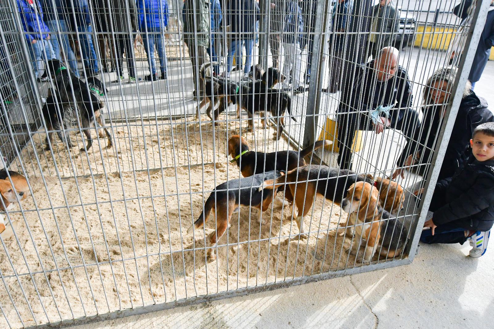 La XLIV Feria de perros de Caza de Camponaraya atrae a aficionados y cazadores durante el fin de semana 7