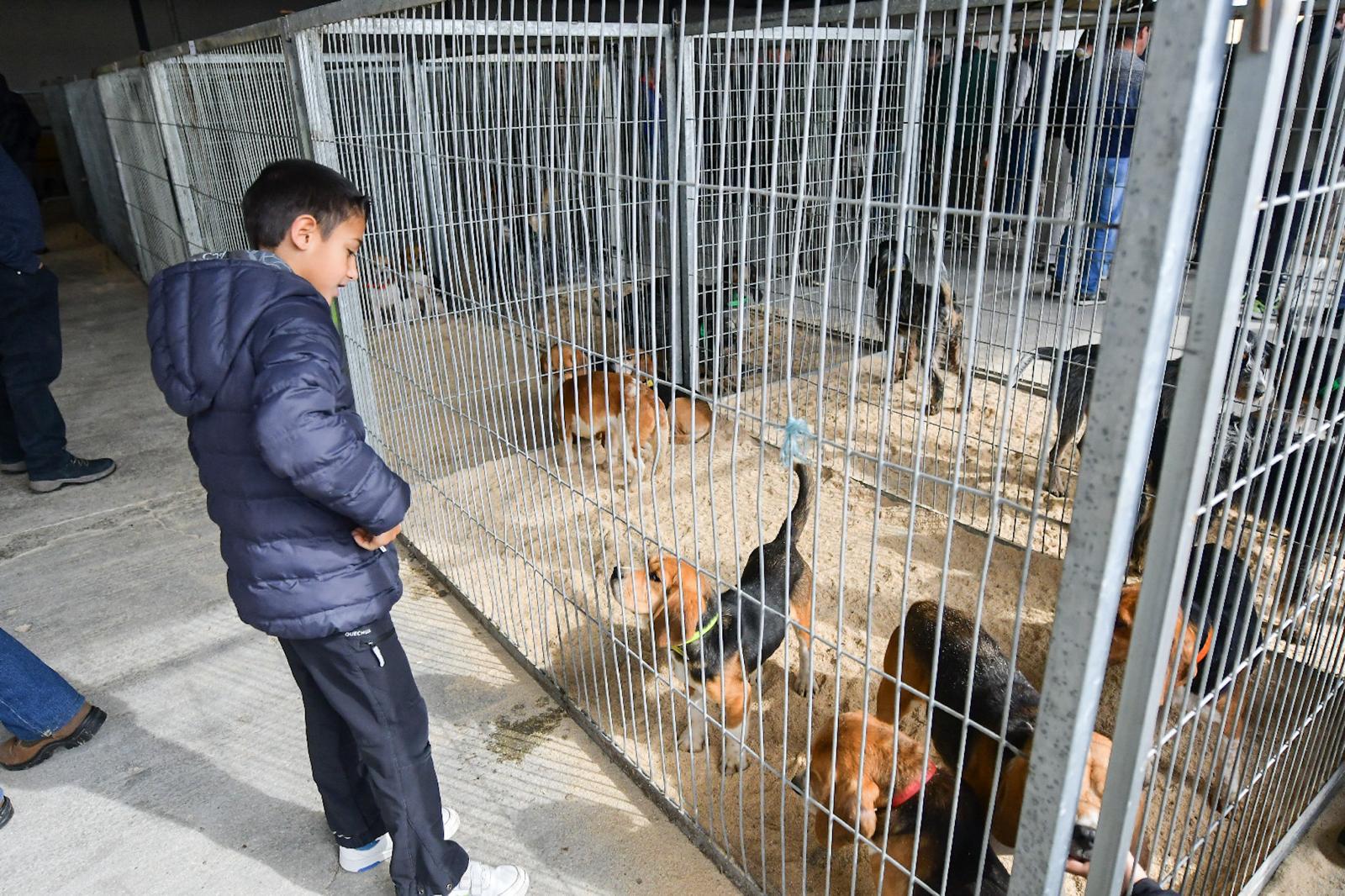 La XLIV Feria de perros de Caza de Camponaraya atrae a aficionados y cazadores durante el fin de semana 8