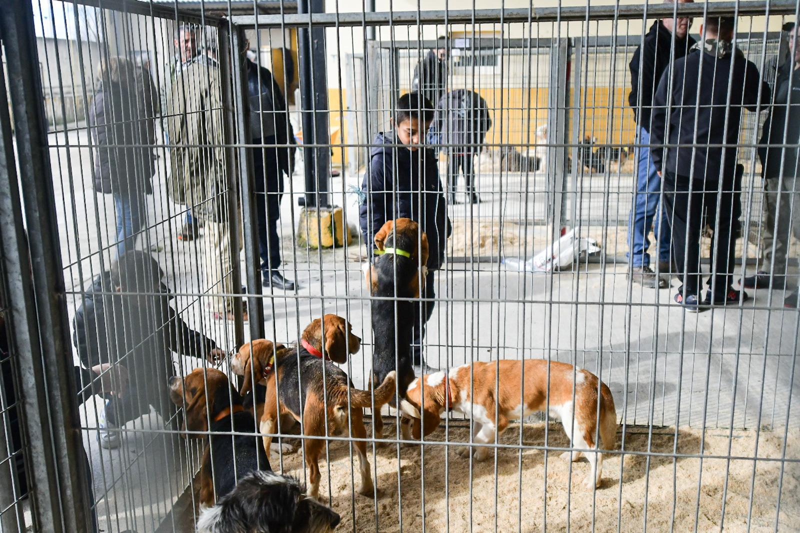 La XLIV Feria de perros de Caza de Camponaraya atrae a aficionados y cazadores durante el fin de semana 9