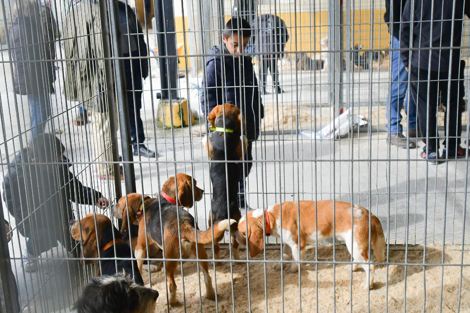 La XLIV Feria de perros de Caza de Camponaraya atrae a aficionados y cazadores durante el fin de semana 10