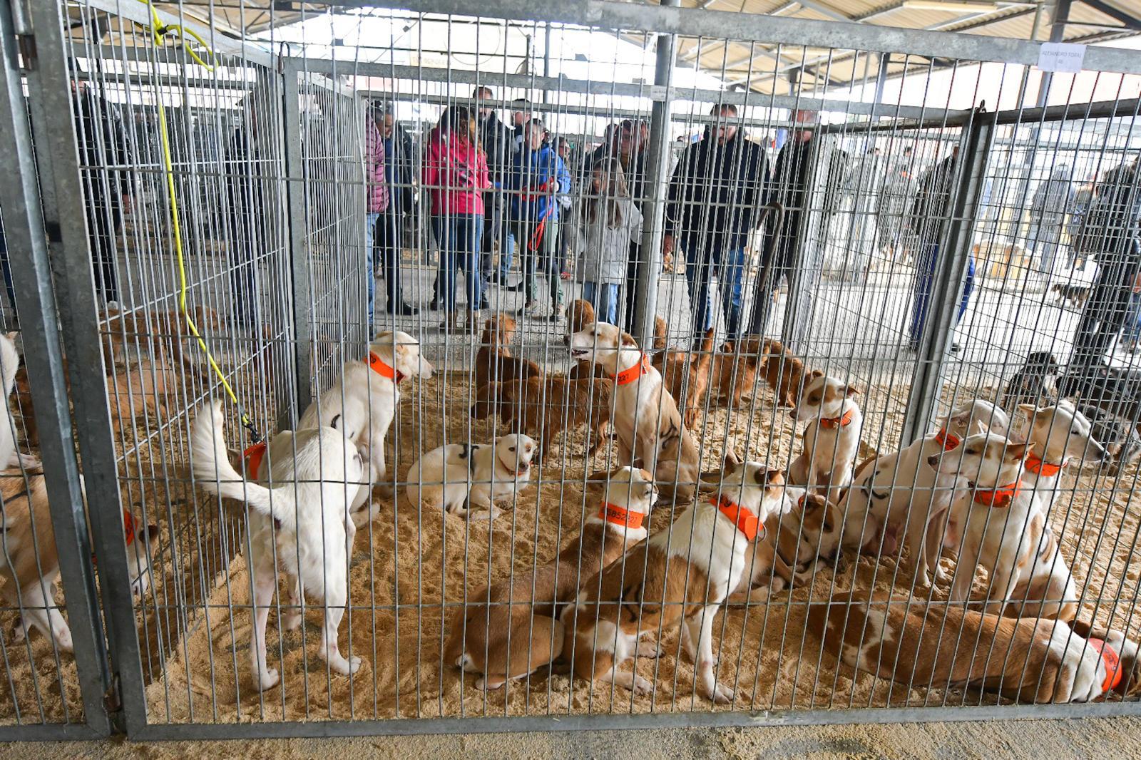 La XLIV Feria de perros de Caza de Camponaraya atrae a aficionados y cazadores durante el fin de semana 11