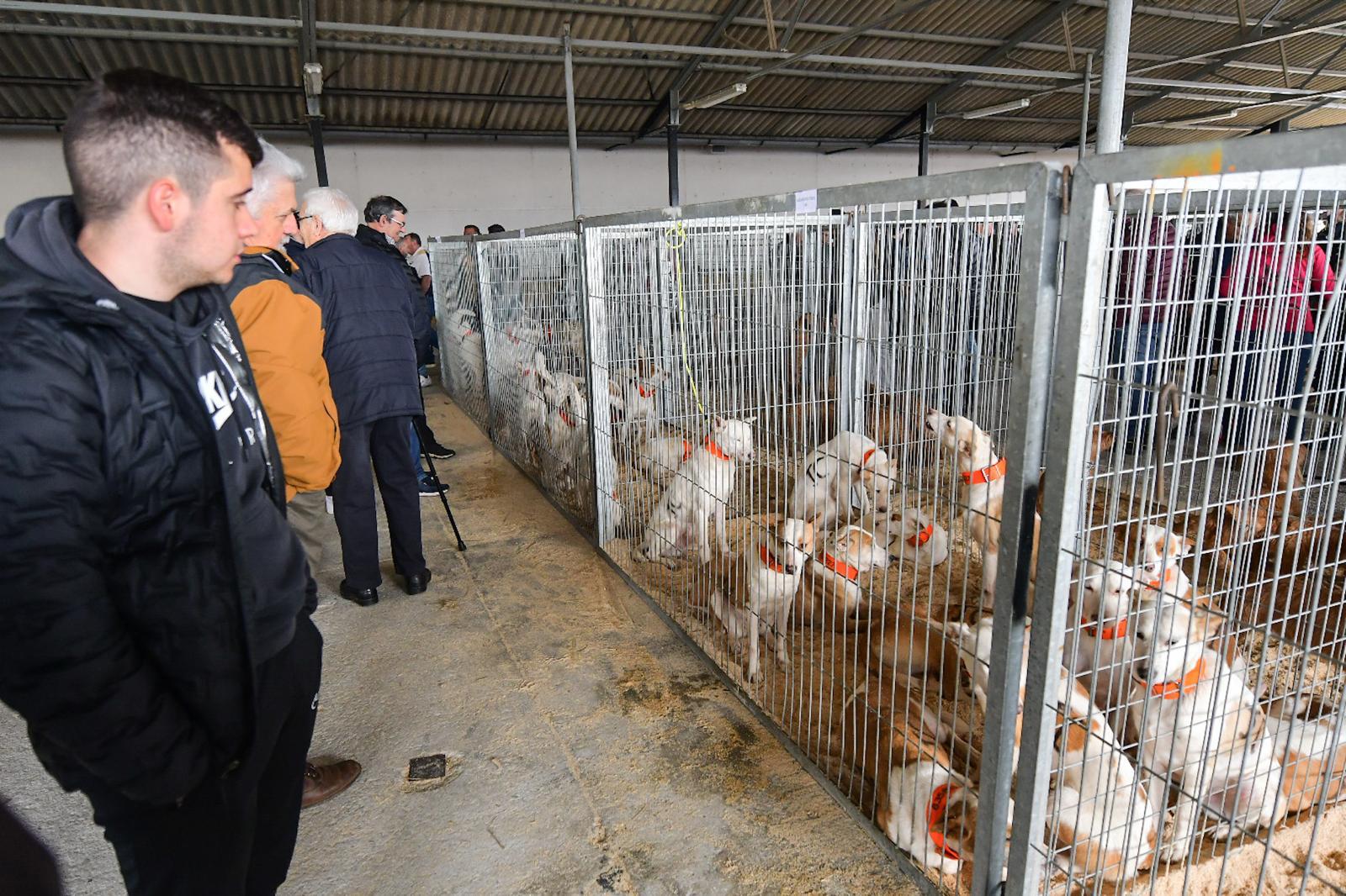 La XLIV Feria de perros de Caza de Camponaraya atrae a aficionados y cazadores durante el fin de semana 12