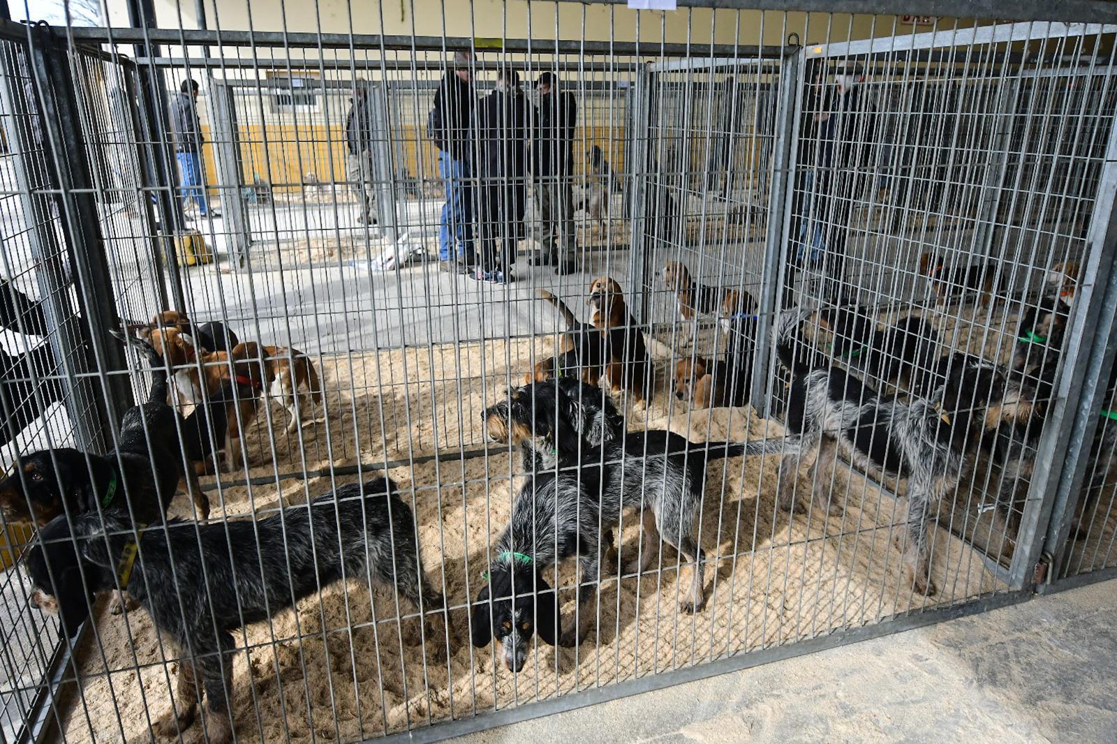 La XLIV Feria de perros de Caza de Camponaraya atrae a aficionados y cazadores durante el fin de semana 13