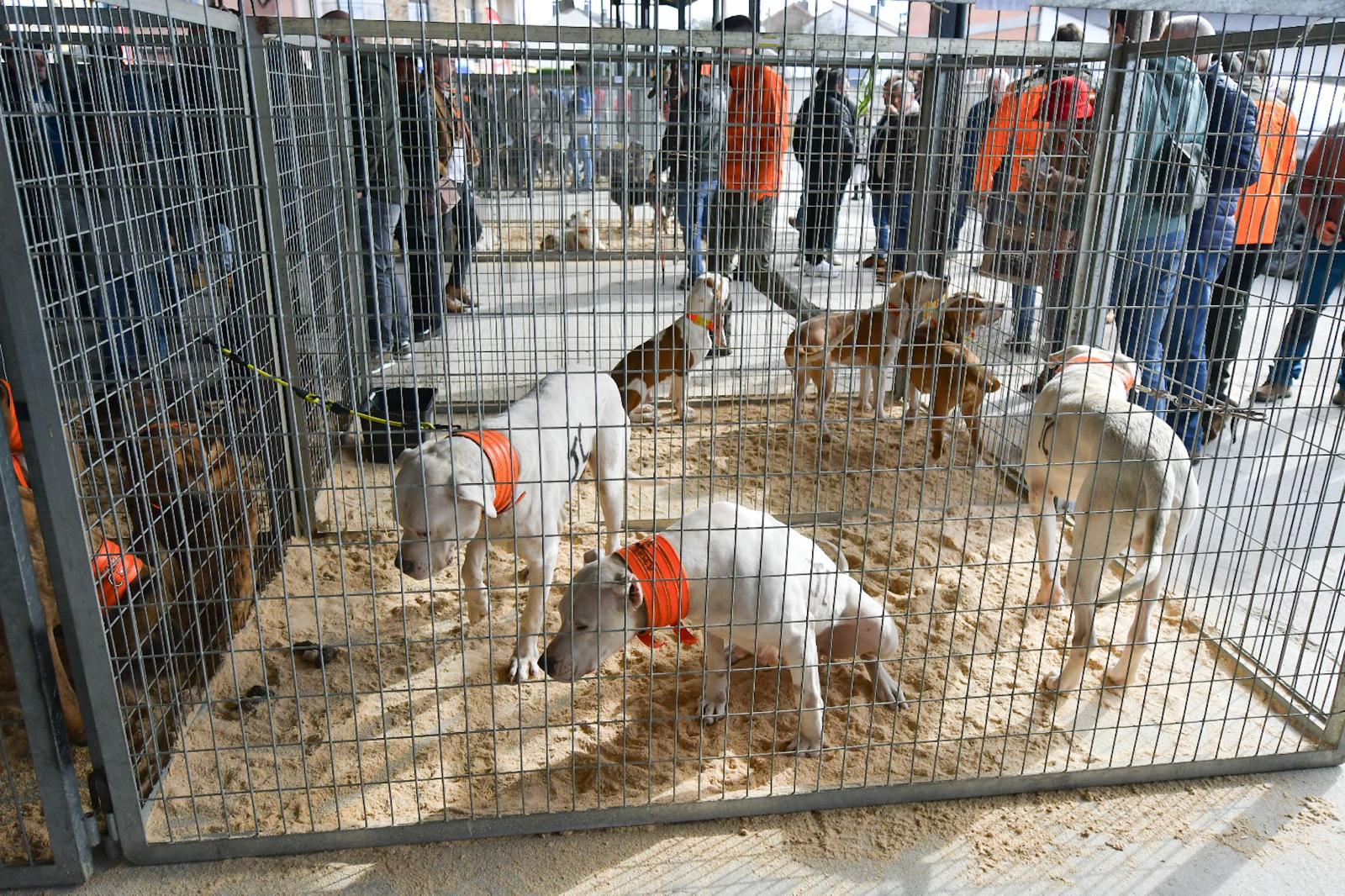 La XLIV Feria de perros de Caza de Camponaraya atrae a aficionados y cazadores durante el fin de semana 14