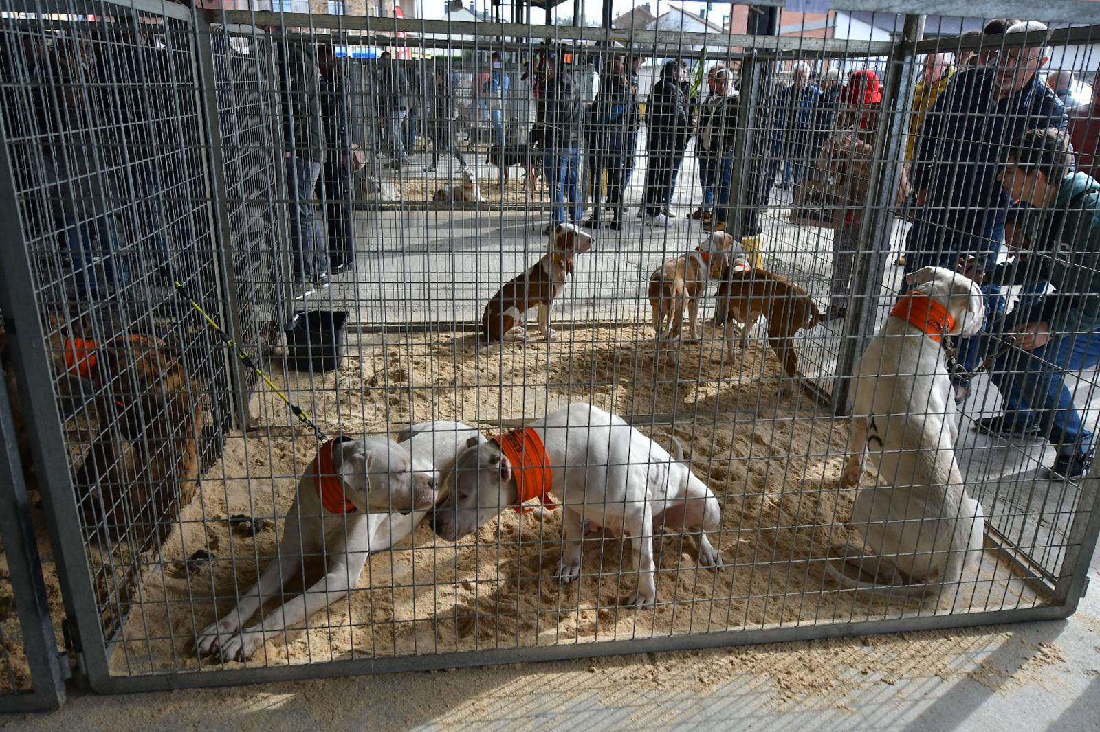 La XLIV Feria de perros de Caza de Camponaraya atrae a aficionados y cazadores durante el fin de semana 15