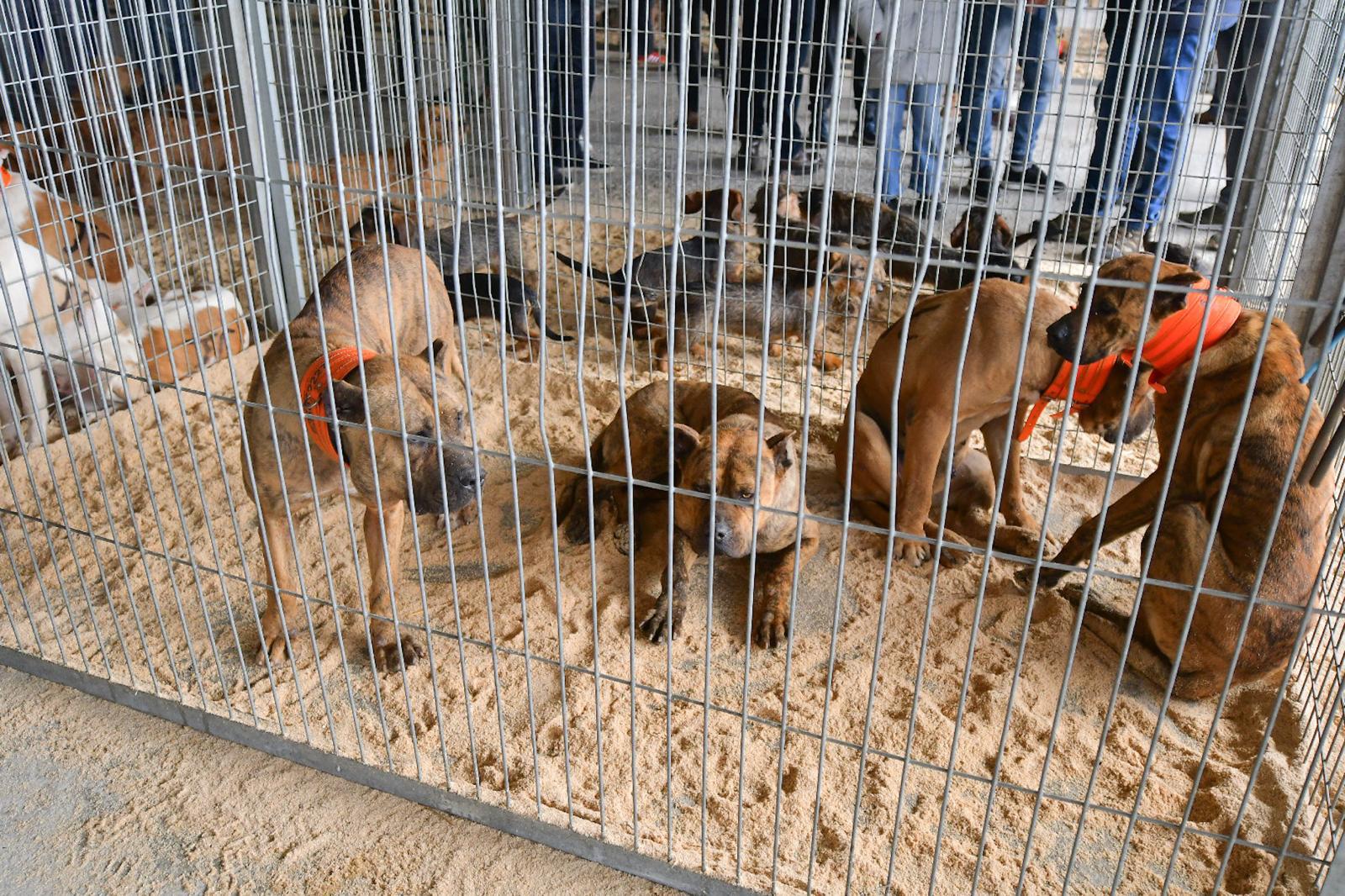 La XLIV Feria de perros de Caza de Camponaraya atrae a aficionados y cazadores durante el fin de semana 16