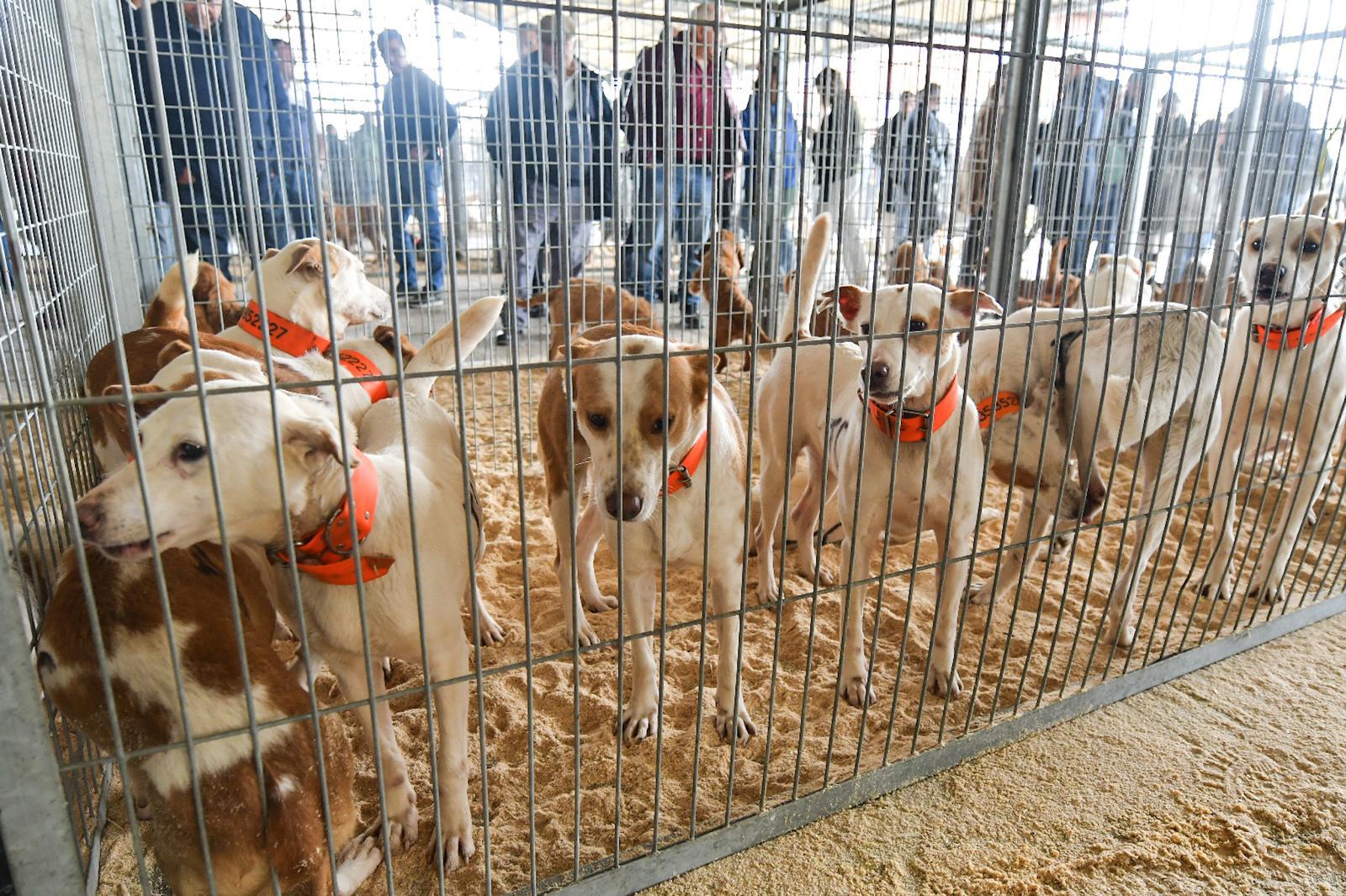 La XLIV Feria de perros de Caza de Camponaraya atrae a aficionados y cazadores durante el fin de semana 17