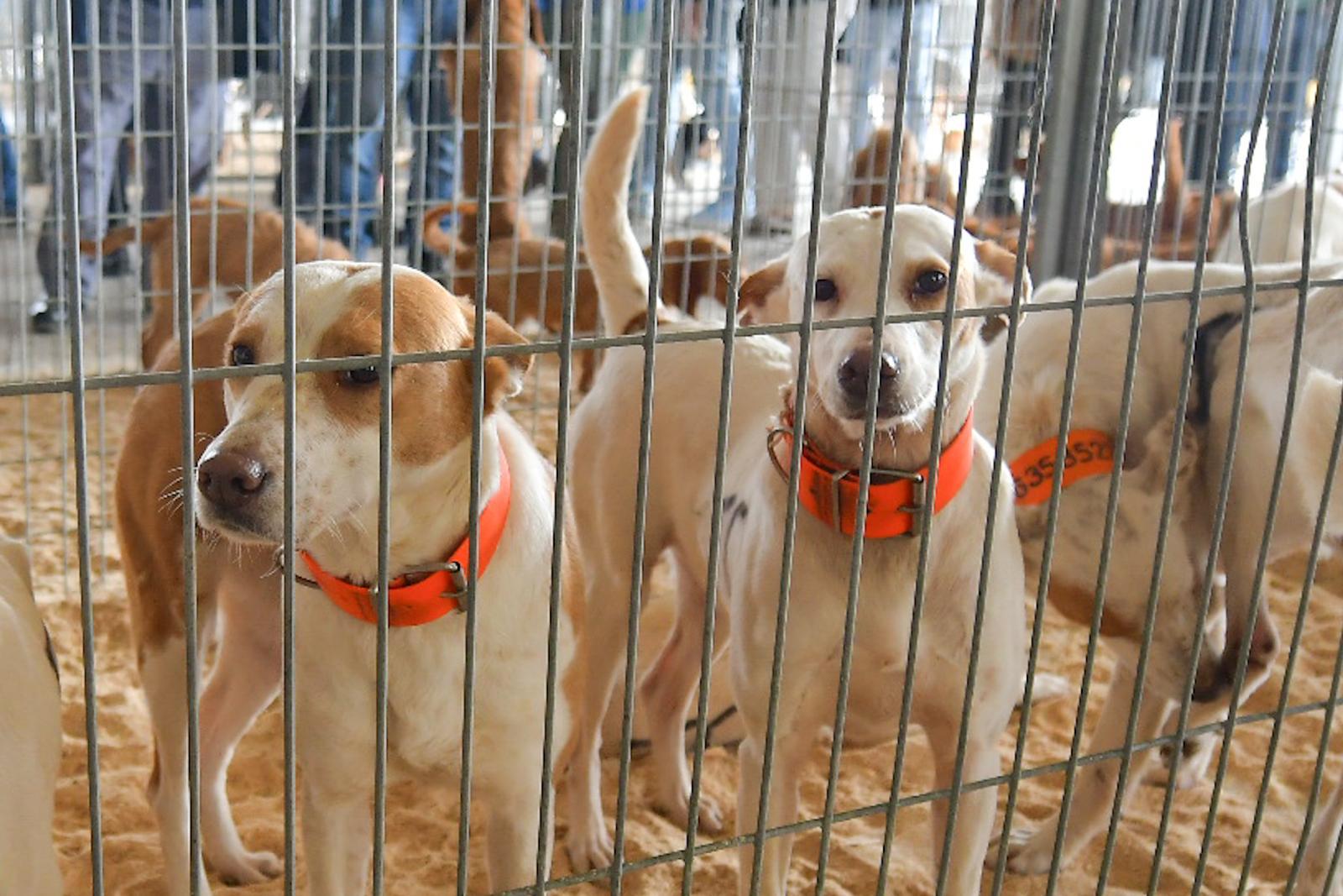 La XLIV Feria de perros de Caza de Camponaraya atrae a aficionados y cazadores durante el fin de semana 18