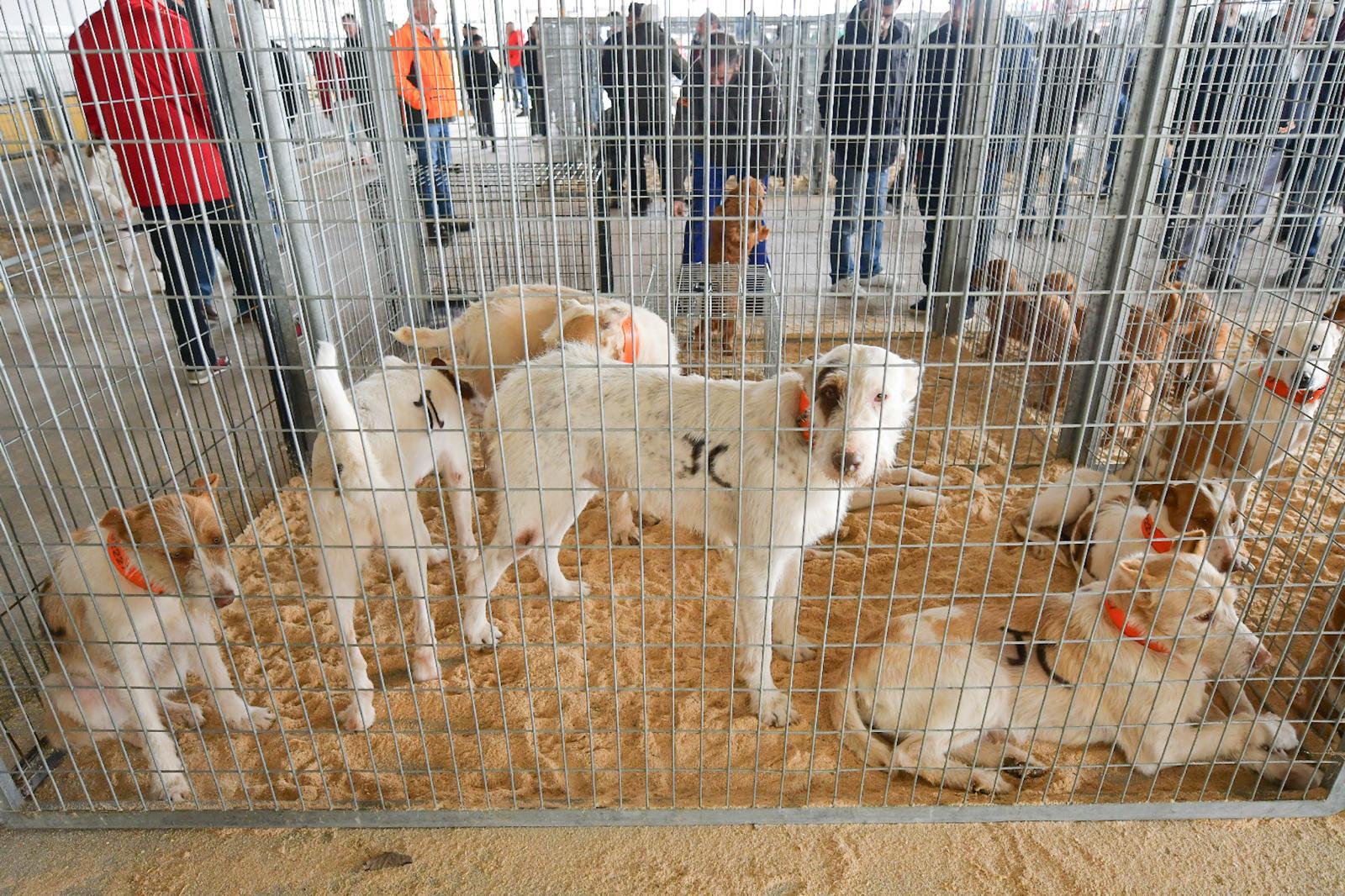 La XLIV Feria de perros de Caza de Camponaraya atrae a aficionados y cazadores durante el fin de semana 19