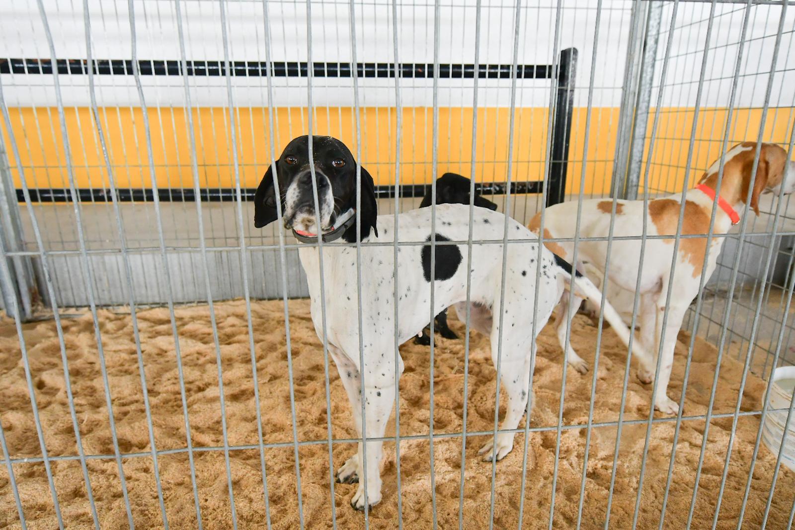 La XLIV Feria de perros de Caza de Camponaraya atrae a aficionados y cazadores durante el fin de semana 20