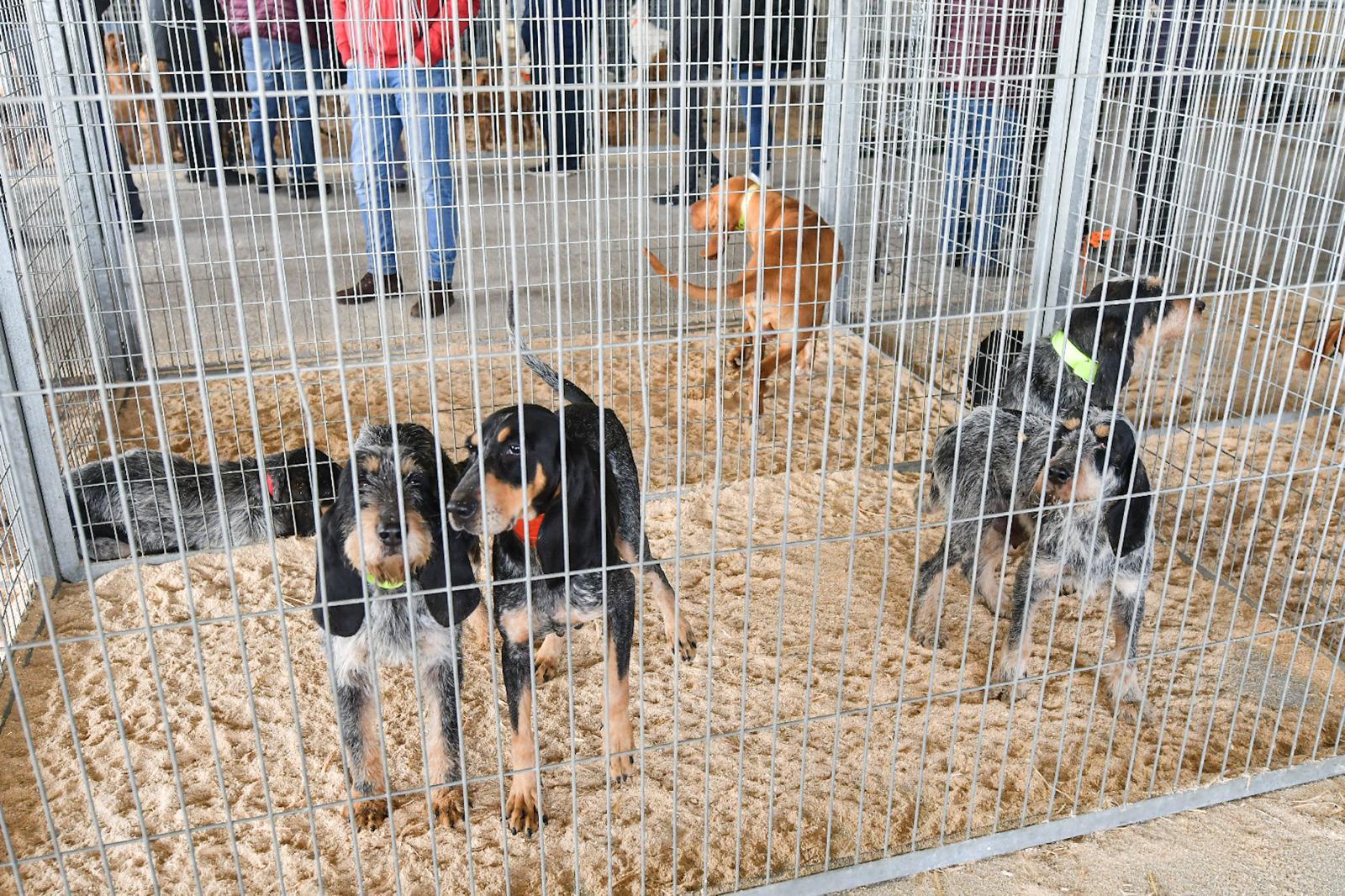 La XLIV Feria de perros de Caza de Camponaraya atrae a aficionados y cazadores durante el fin de semana 21