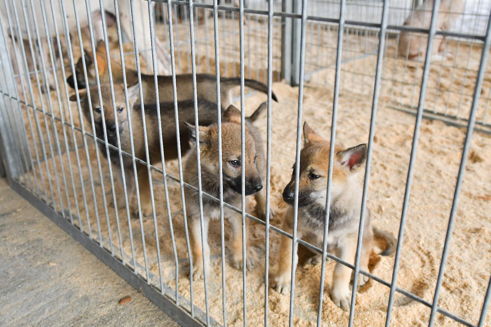 La XLIV Feria de perros de Caza de Camponaraya atrae a aficionados y cazadores durante el fin de semana 24