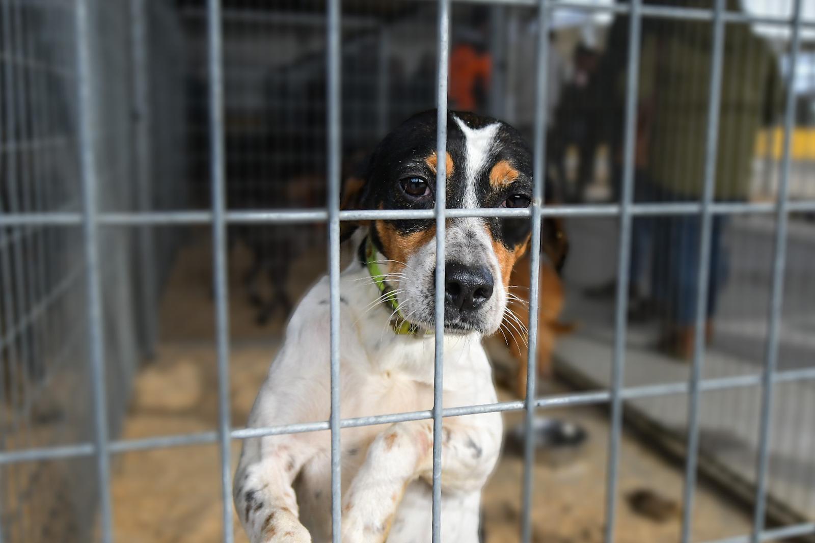 La XLIV Feria de perros de Caza de Camponaraya atrae a aficionados y cazadores durante el fin de semana 25