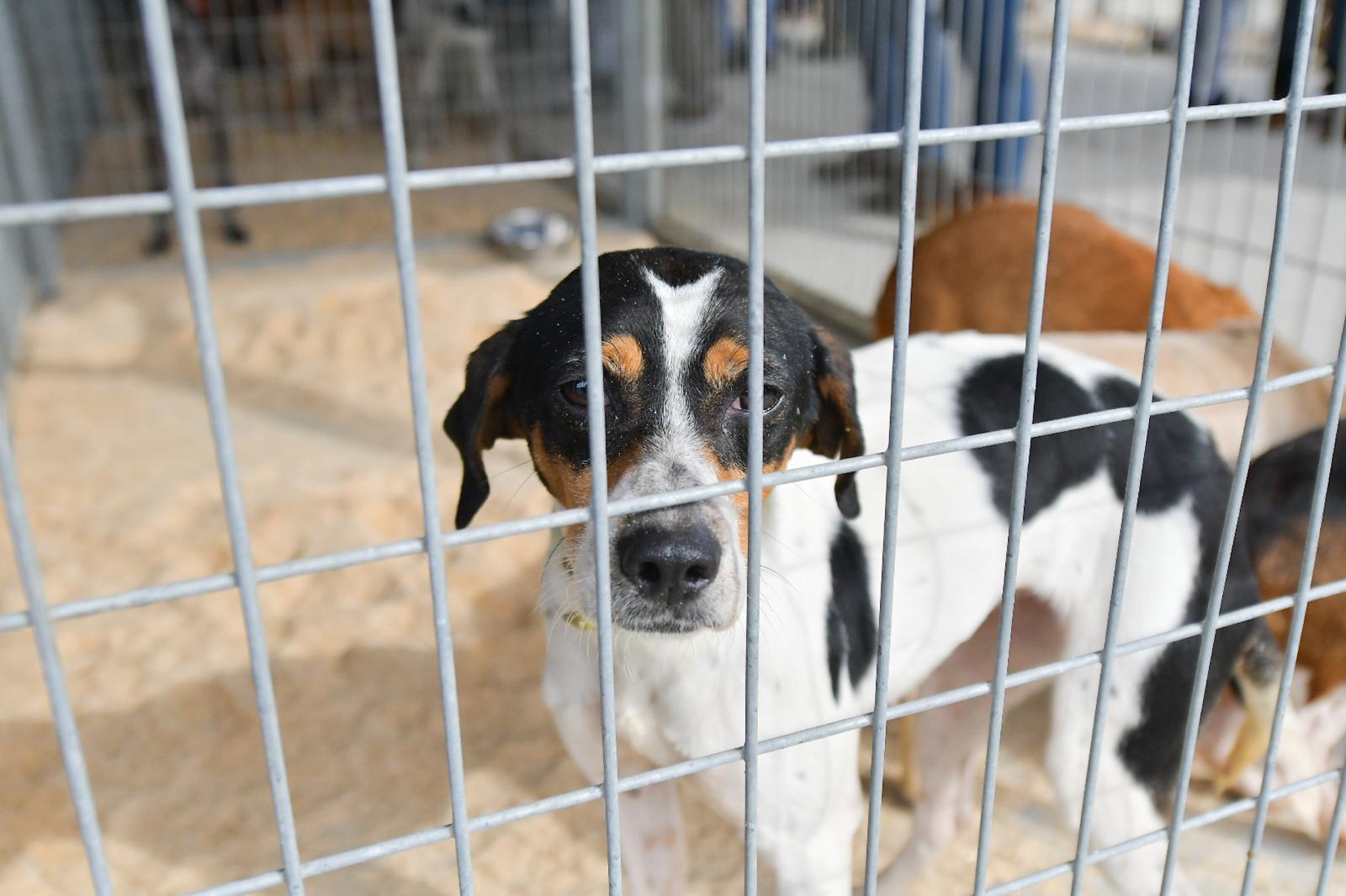 La XLIV Feria de perros de Caza de Camponaraya atrae a aficionados y cazadores durante el fin de semana 26