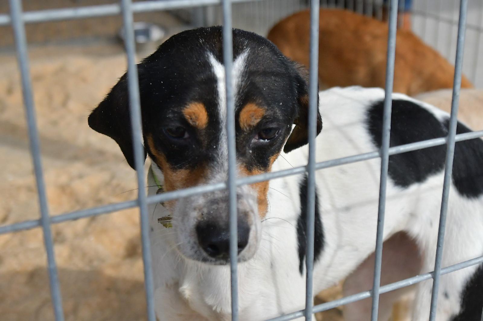 La XLIV Feria de perros de Caza de Camponaraya atrae a aficionados y cazadores durante el fin de semana 27