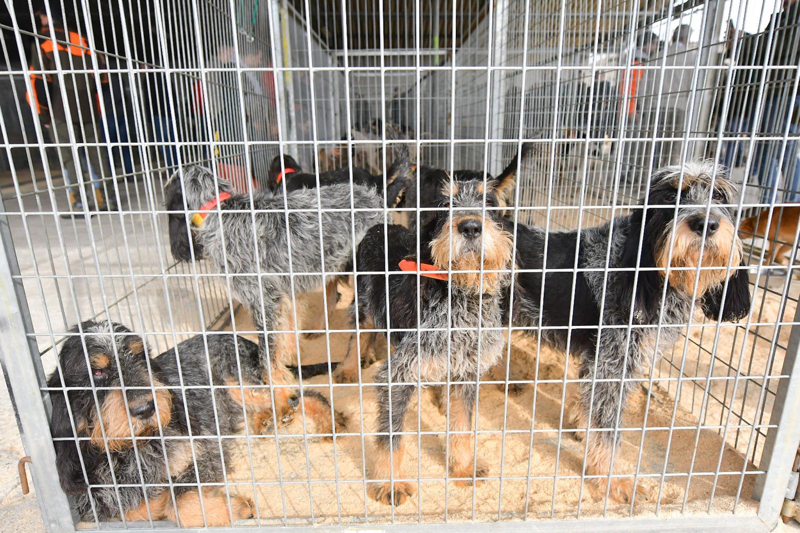 La XLIV Feria de perros de Caza de Camponaraya atrae a aficionados y cazadores durante el fin de semana 28